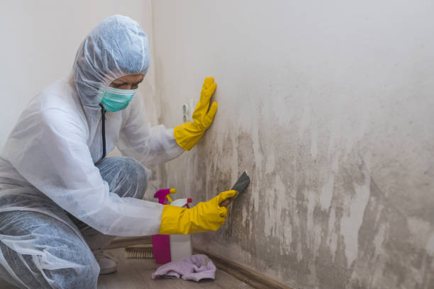 Best Basement Mold Remediation in East Hampton North, NY