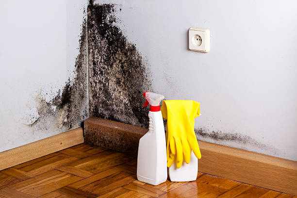 Best White Mold Remediation in East Hampton North, NY